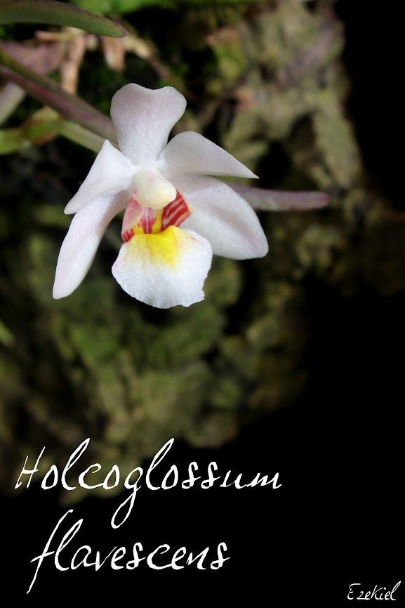 Holcoglossum flavescens IMG_5758