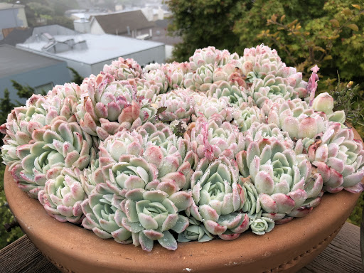 La 多肉植物 淑娜苗圃 Plant Nursery In Rowland Heights