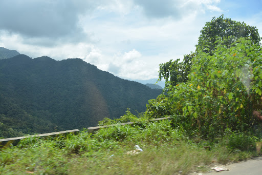 Chain Tree, SH29, Lakkidi, Kunnathidavaka, Kerala 673576, India, Historical_Landmark, state KL