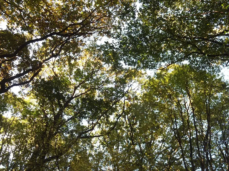 Mardley Heath woodland tree  canopy