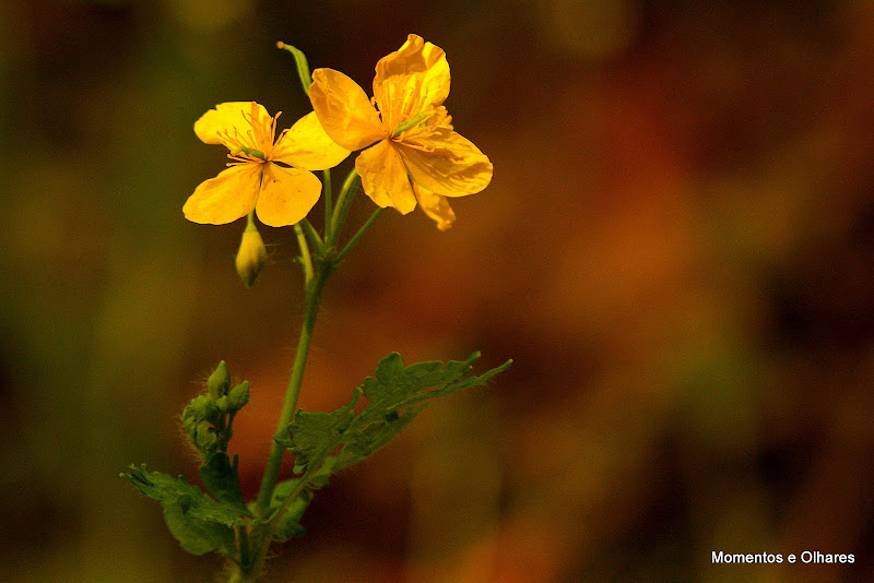 Simples, flores silvestres