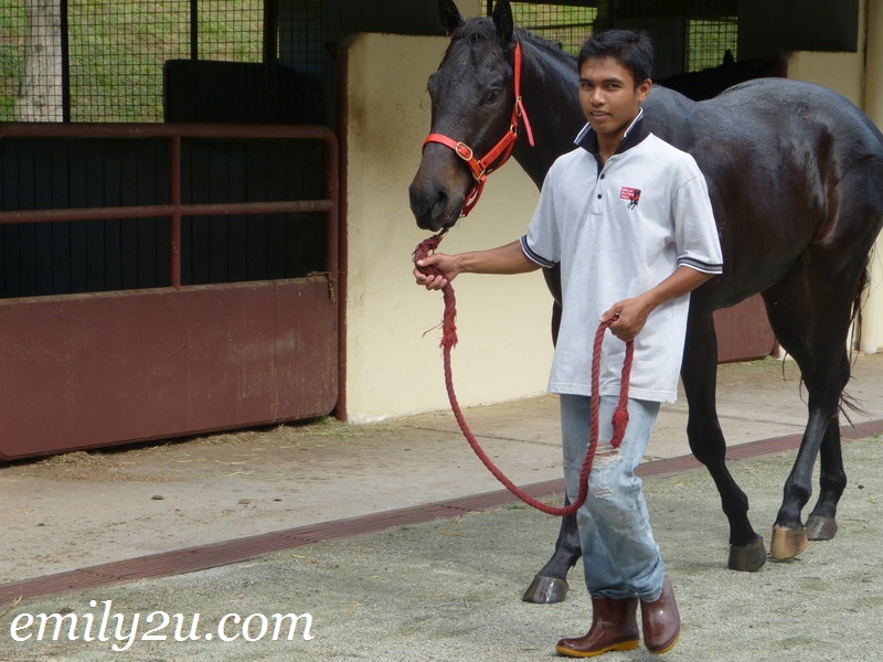 National Stud Malaysia From Emily To You, Black Horse Farm Caravan Storage Guishan District Taoyuan City