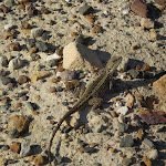 Expect to see at least one lizard along the track (33107)
