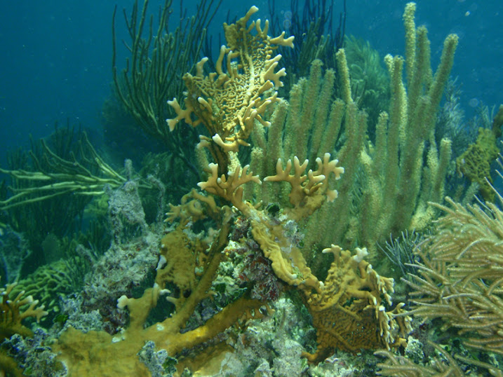 Millepora alcicornis (Branching Fire Coral) near Tranquility Bay Resort.