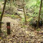 Trail On the Great North Walk (360002)