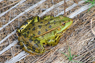 Marsh Meaning