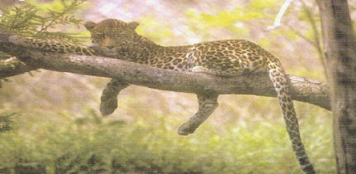 Panna National Park