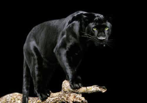 Essence Of The Black Jaguar