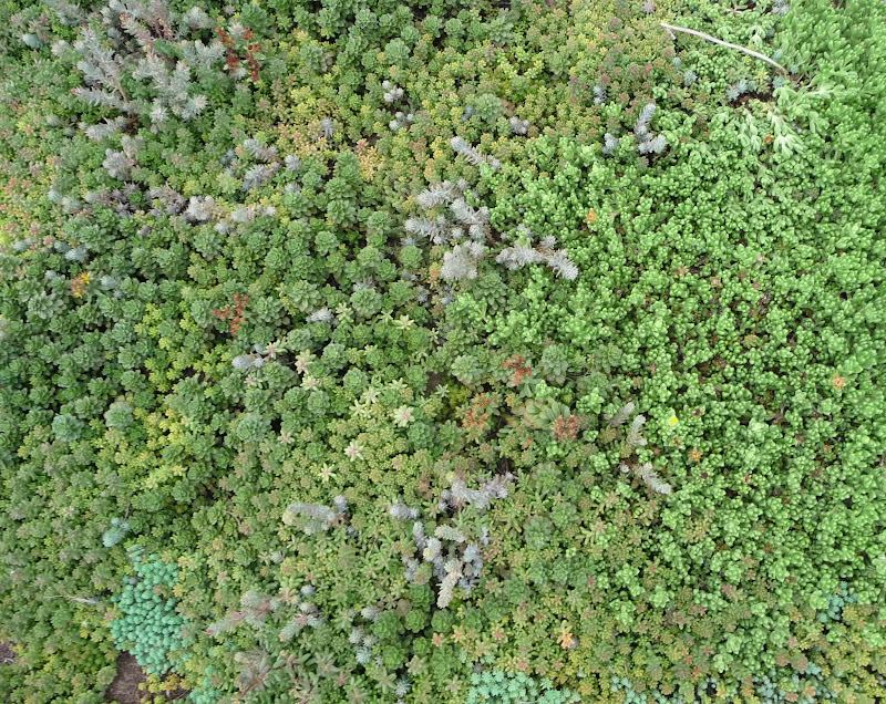 cubierta vegetal sedum en las cubiertas vegetales cantir epífita rizoma
