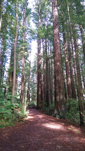 Whakarewarewa Forest