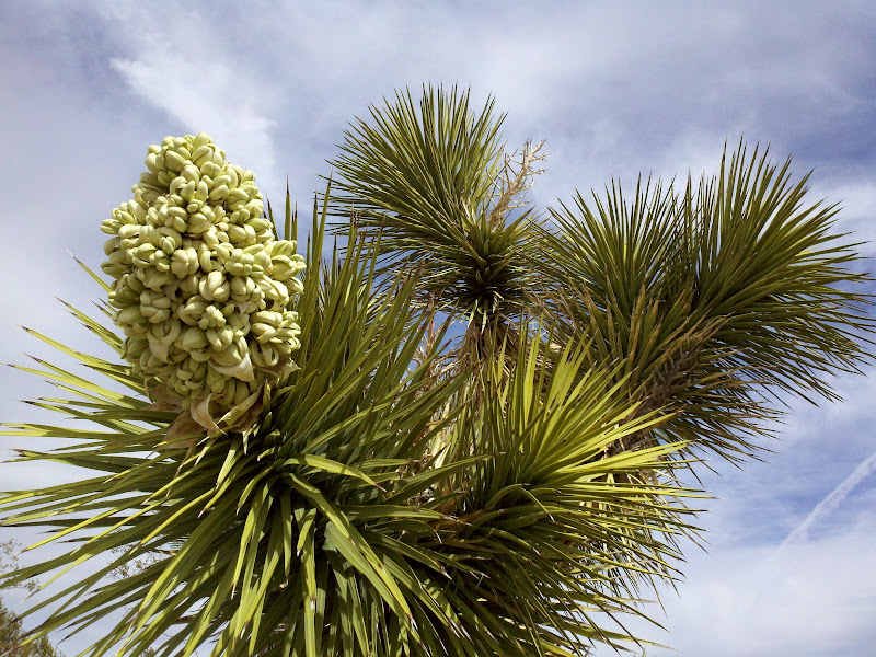 Joshua Tree National Park • Joshua Tree