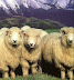 Алтайская овца