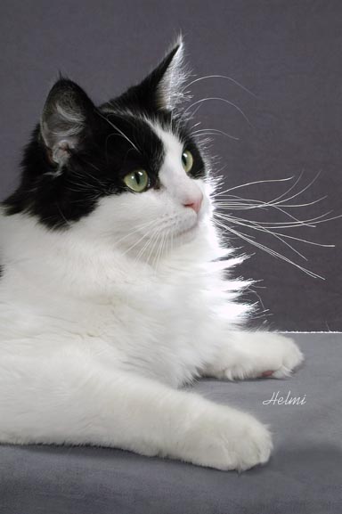 black and white Maine Coon cat