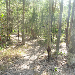 Track into forest near a fire trail in Green Point Reserve (403687)