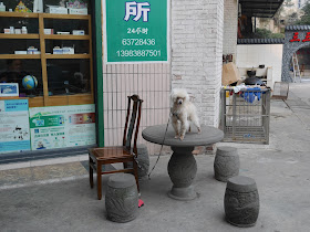 dog tied to a chair and standing on a traditional Chinese style table