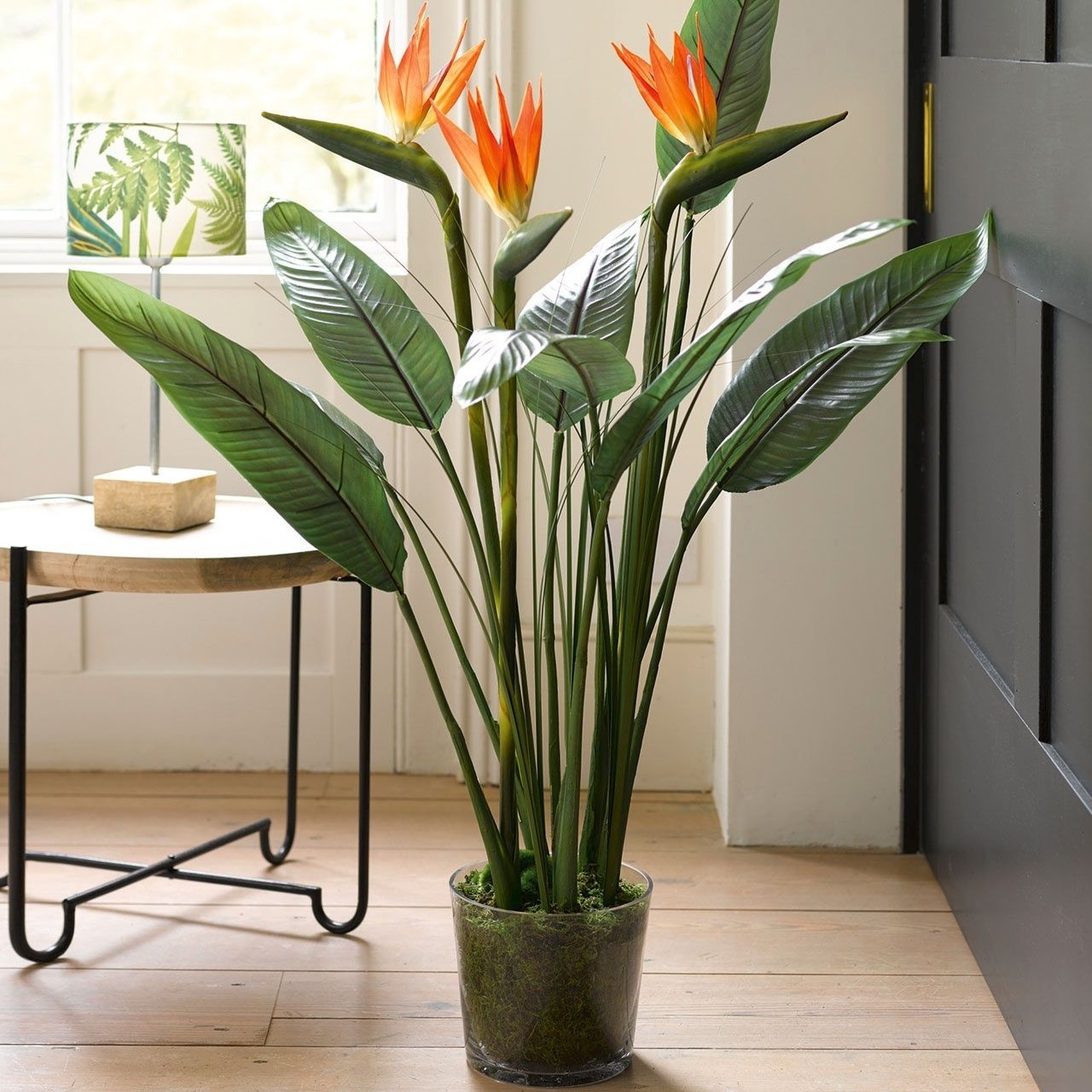 indoor plants decor - Bird of Paradise