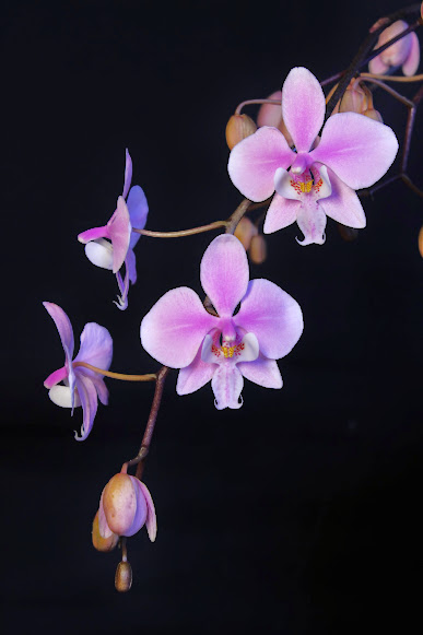 Phalaenopsis schilleriana IMG_3085