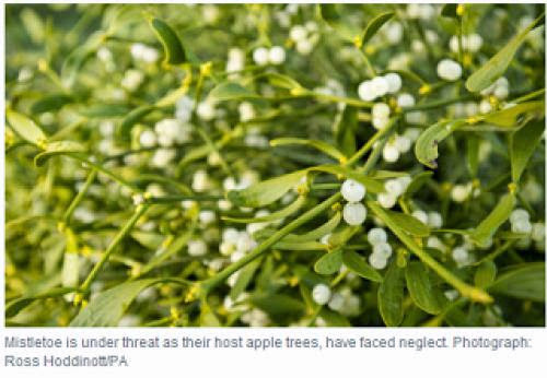 Mistletoe Could Vanish Within 20 Years Says National Trust
