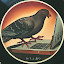 tardy pigeon's user avatar
