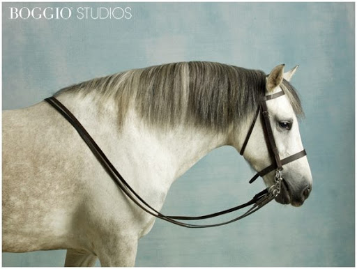 Boggio Studios
