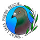 Great Lakes Pigeon Rescue