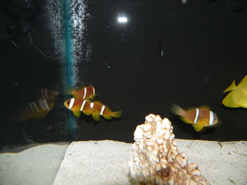 A. Bicinctus, 2-Banded Clownfish