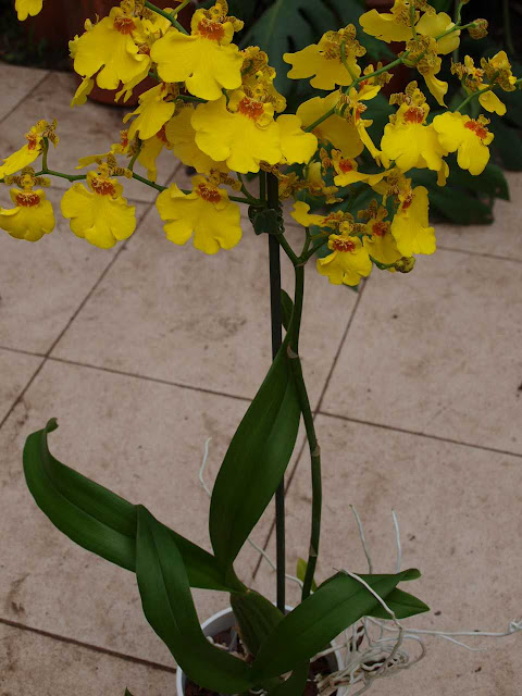 Растения из Тюмени. Краткий обзор - Страница 5 Orchidee%252520Oncidium%252520cites