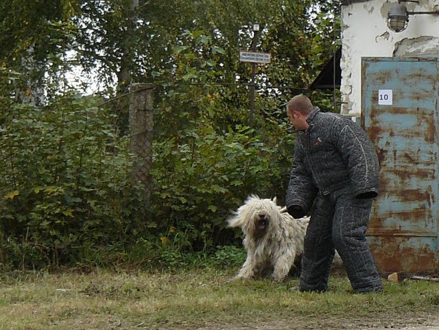 Gy%2525C3%2525B6m%2525C3%2525B6re%2525202011.10.08.%252520122.jpg