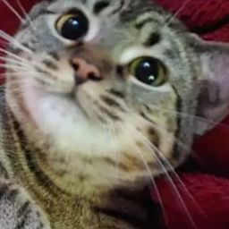 Reviewer Profile Image