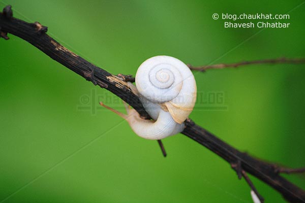 Snail on a Stem