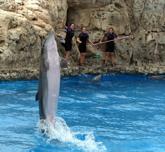 dolphin tail walk