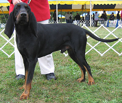 Black Tan Coonhound 