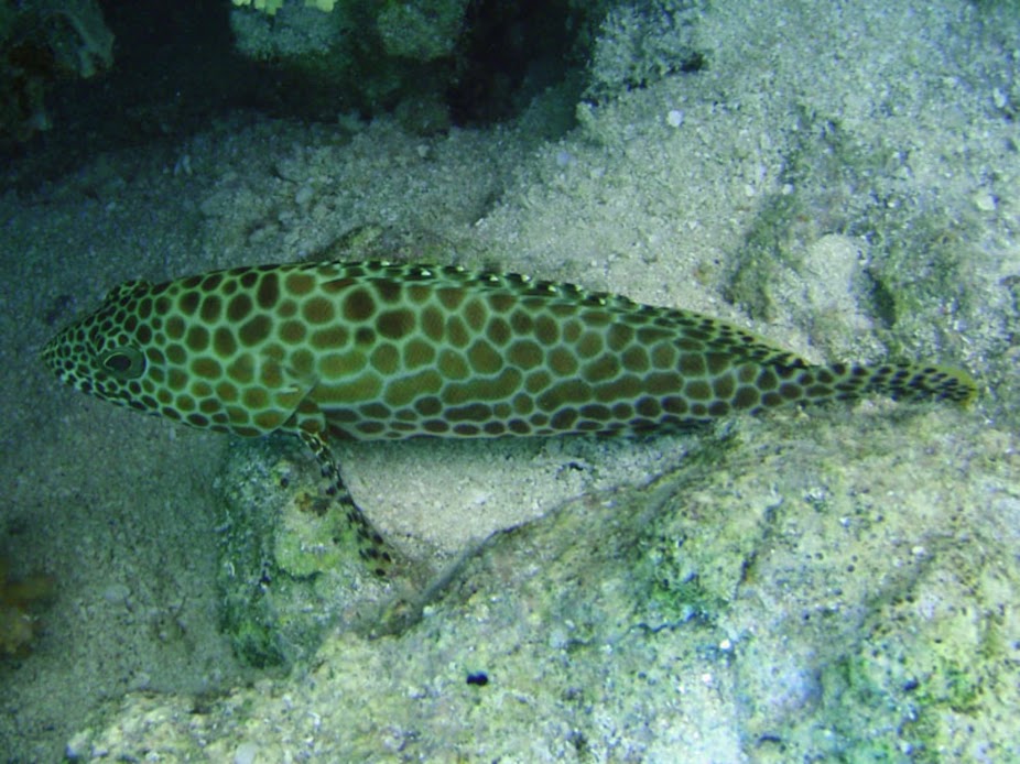 Epinephelus merra (Honeycomb Grouper), Aitutaki.