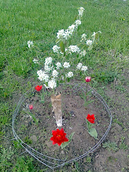 Ирга в цвету.