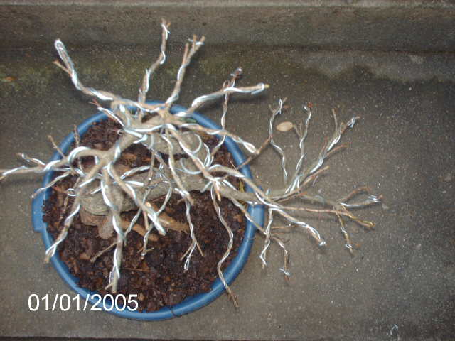 Ficus Nerifolia, Uma raiz de 3 anos... PICT0985