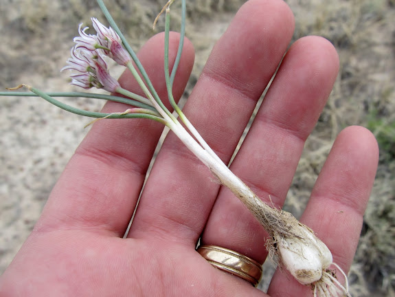 Allium textile (Onion), which I dug up and ate with dinner