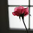 beautyforashes613