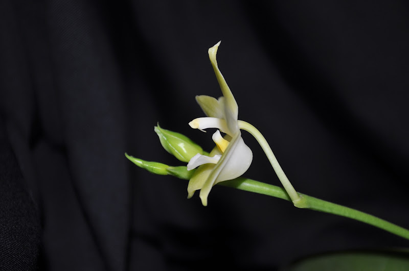 Phalaenopsis x valentinii alba x Phalaenopsis bellina alba DSC_0024