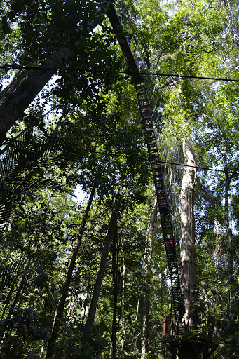 Canopy Walkway Kuala Tahan National Park