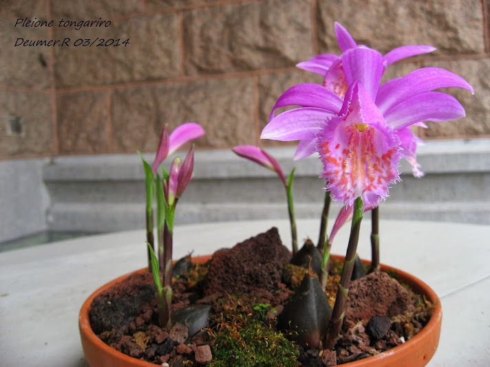 Pleione tongariro Pleione+tongariro2+moi+nom