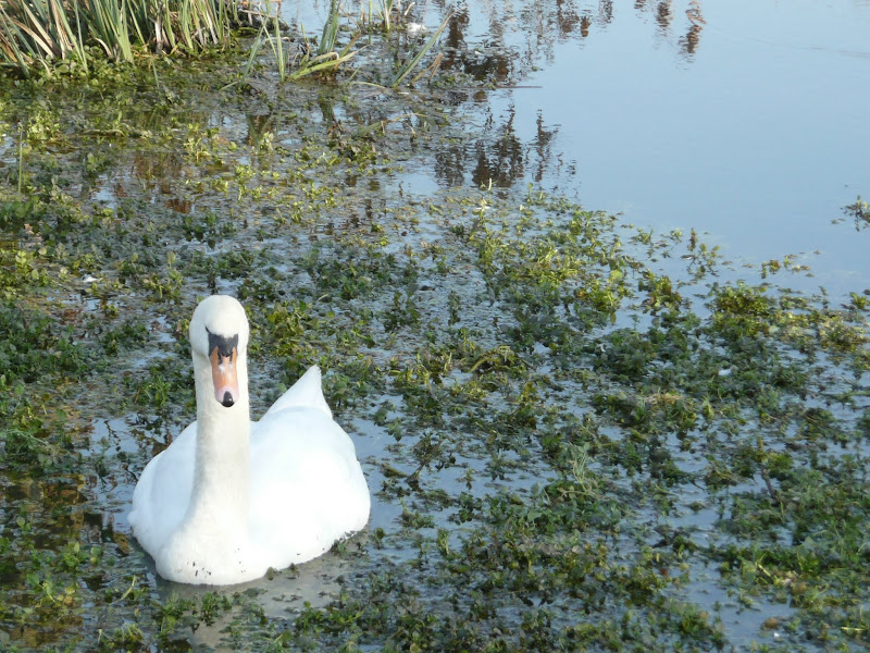Swan near Eastbridge