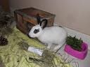 Oslo, lapin blanc et noir-[adopté] 563060SAM0539