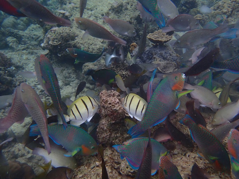Feeding shoal, Miniloc Island Resort reef, Palawan, Philippines