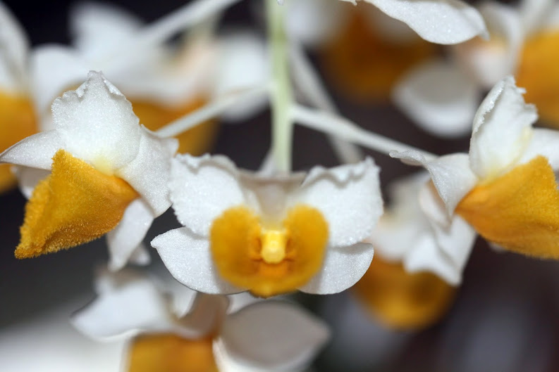Dendrobium thyrsiflorum IMG_1344