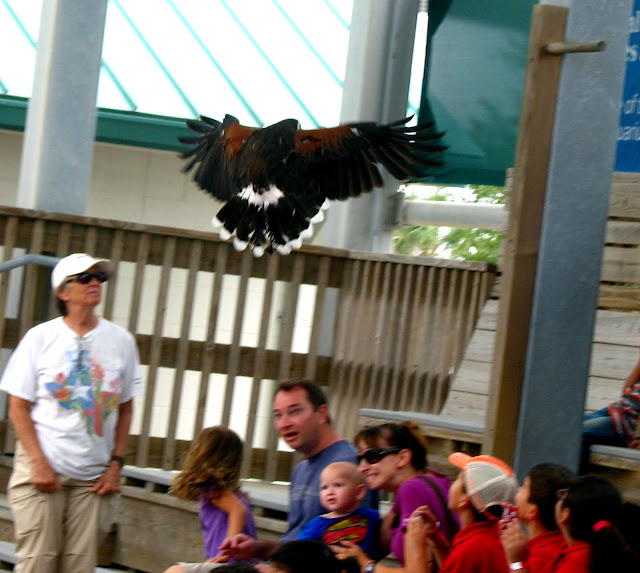 harris hawk flight