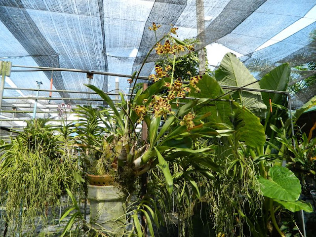 Орхидеи и прочая красота на о. Пхукет - Страница 16 DSCN0121