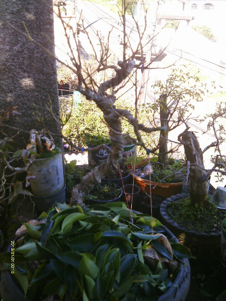 Ficus Microcarpa Tiger Bark DESASTRE!!!!!!!!!!!!!!! IMAG0169