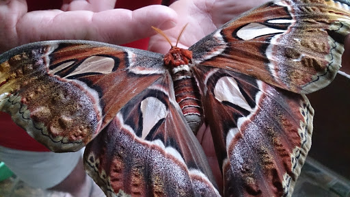 Butterfly Park