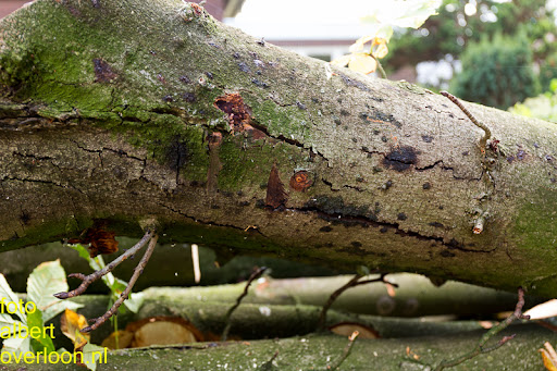 Bomen gekapt Museumlaan in overloon 20-10-2014 (38).jpg
