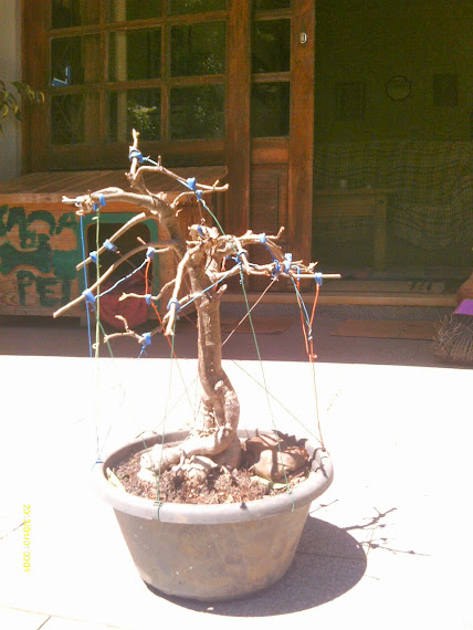 Baobá para treinamento... IMAG0288